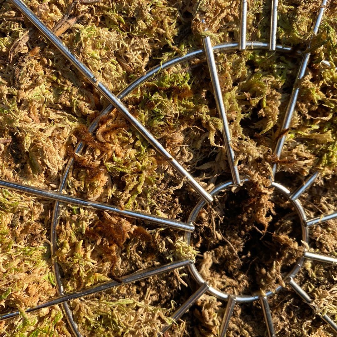 ビカクシダ・ジェイドガール　親株　【ペトペンチア】