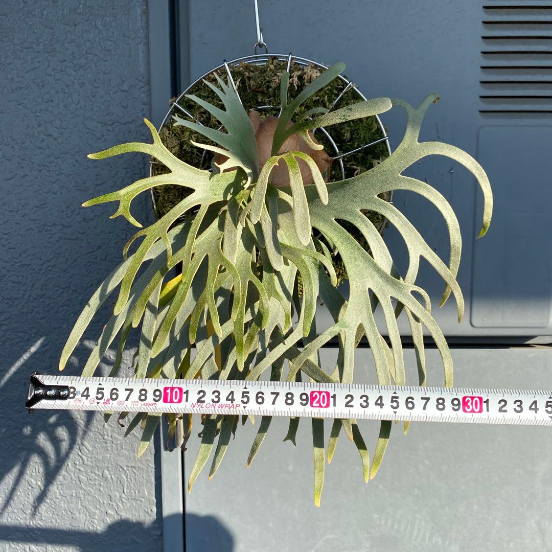 ビカクシダ・ジェイドガール　親株　【ペトペンチア】