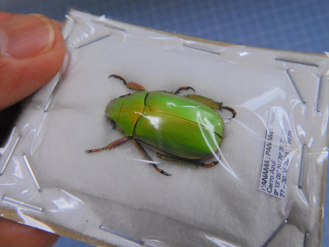 ライクリフウグイスコガネ　22mm