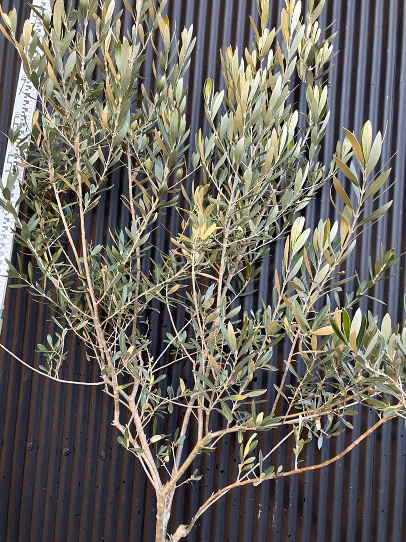 オリーブの木　シプレッシーノ　c