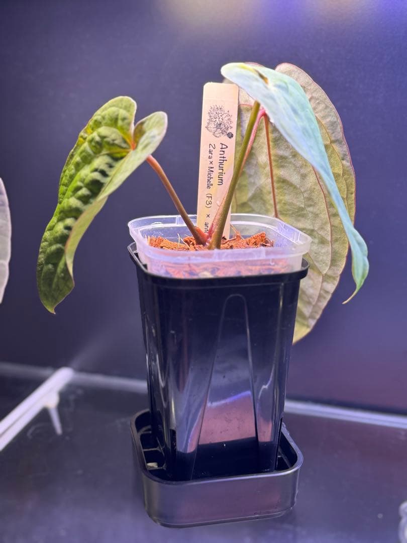 アンスリウム　Zara×Michelle F3×antolakii 'Yard'