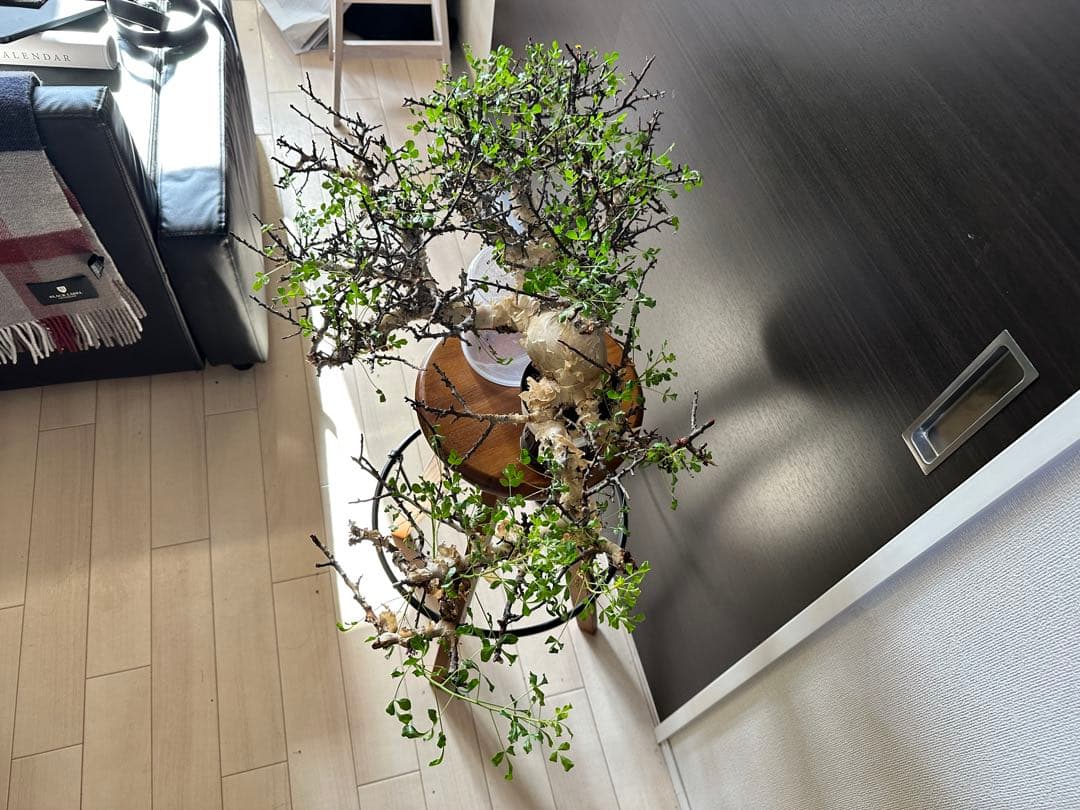 y*u様 コミフォラ ピュア カタフ 秘蔵のスペシャル株