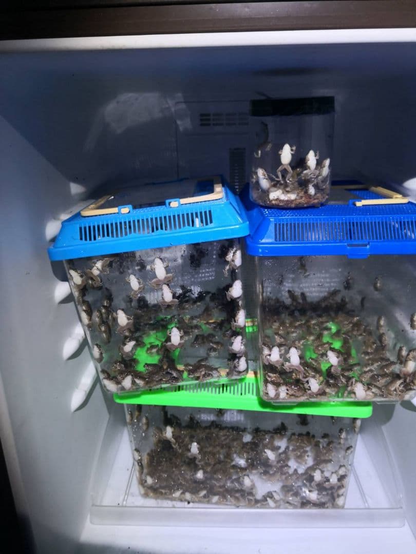 480匹【冷凍】SS 餌用カエル ヌマガエル 蛇の餌 アフリカツメガエルの代用