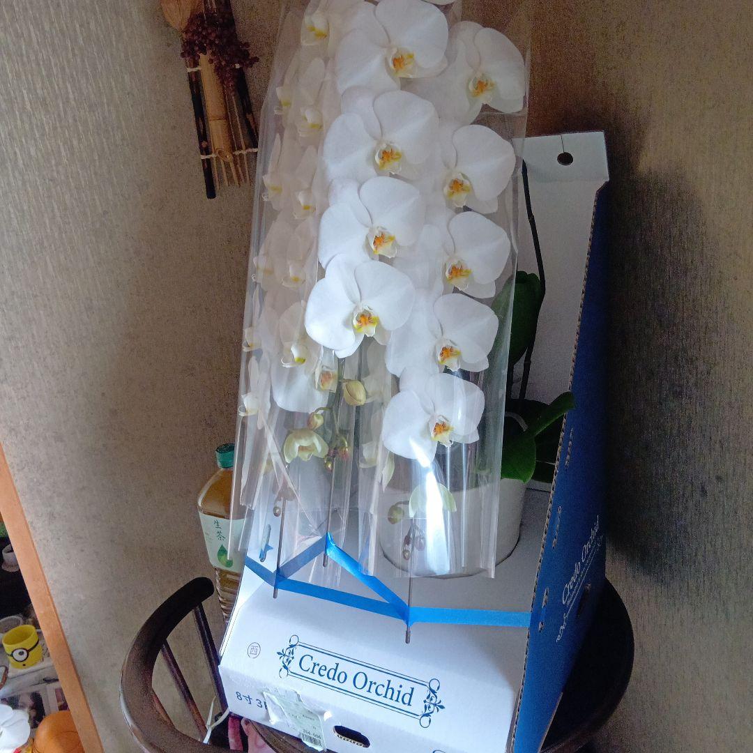 大輪胡蝶蘭３本立8寸鉢新品