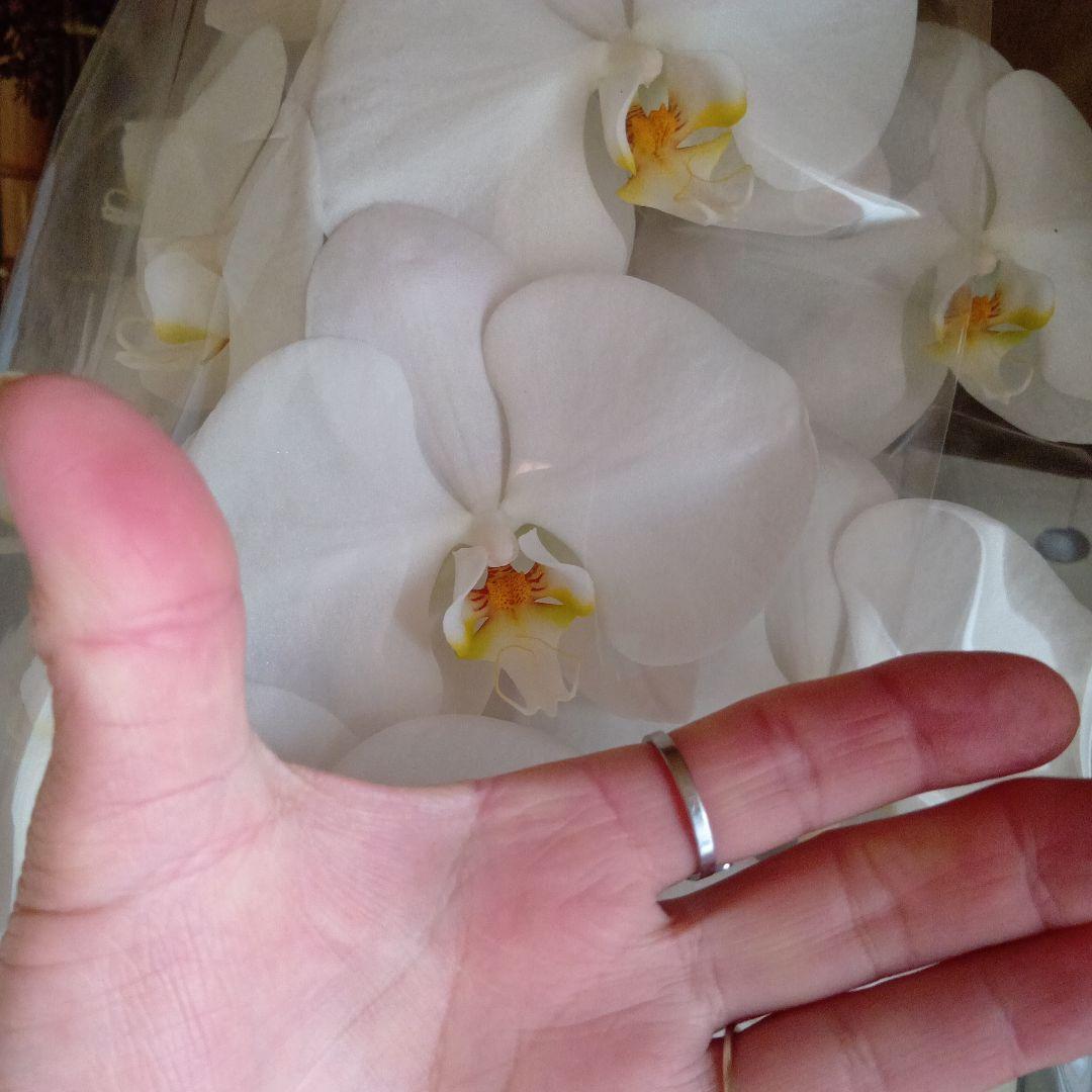 大輪胡蝶蘭３本立8寸鉢新品