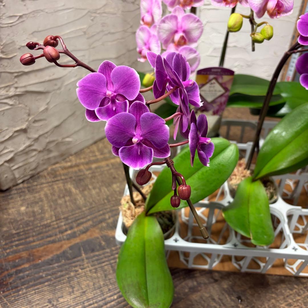 【特選】　胡蝶蘭　ファレノプシス　2種5ポット