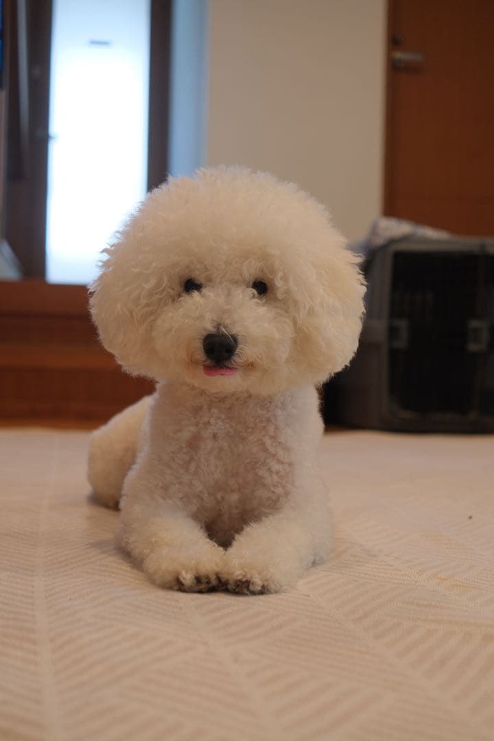 【美品】FUJIFILM X-E4 ブラックゴールド （レンズ2本＆付属品多数)