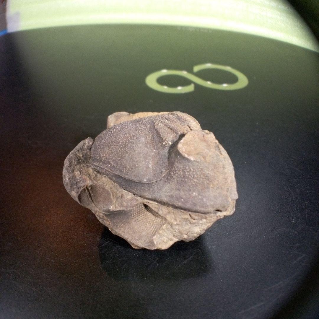 三葉虫　化石　fossil　ボリビア産　trilobite　ボリビア三葉虫郡⑨