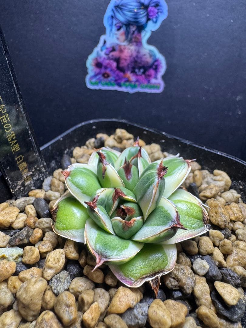 アガベ2頭株ピンキー王妃笹の雪A型　白覆輪