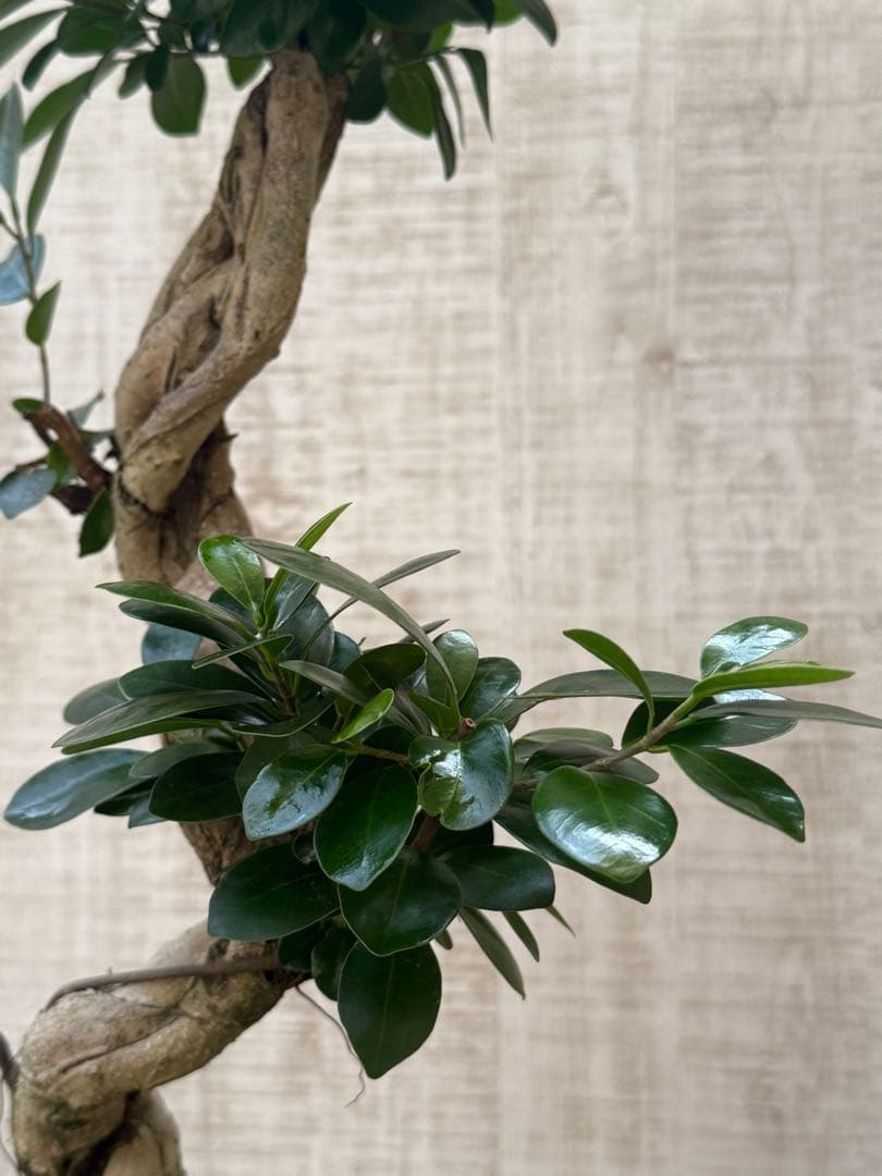 ☆ ガジュマル♪ 沖縄産原木◦太幹ねじり 80cm ⑦号♪