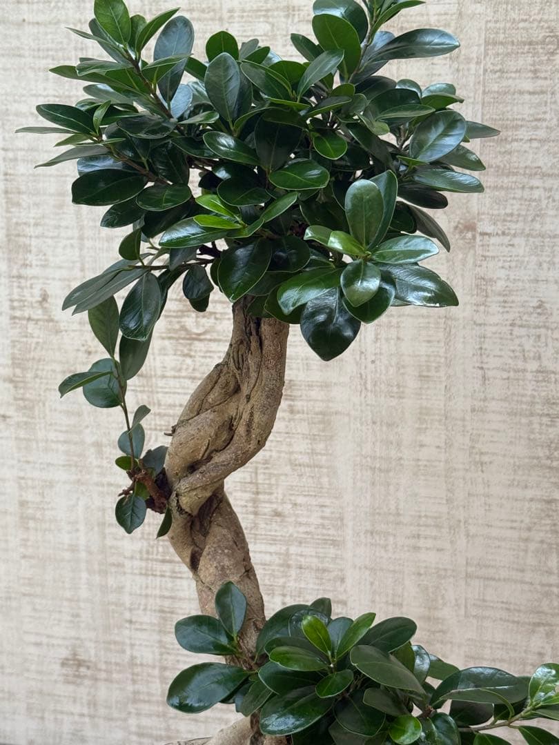 ☆ ガジュマル♪ 沖縄産原木◦太幹ねじり 80cm ⑦号♪