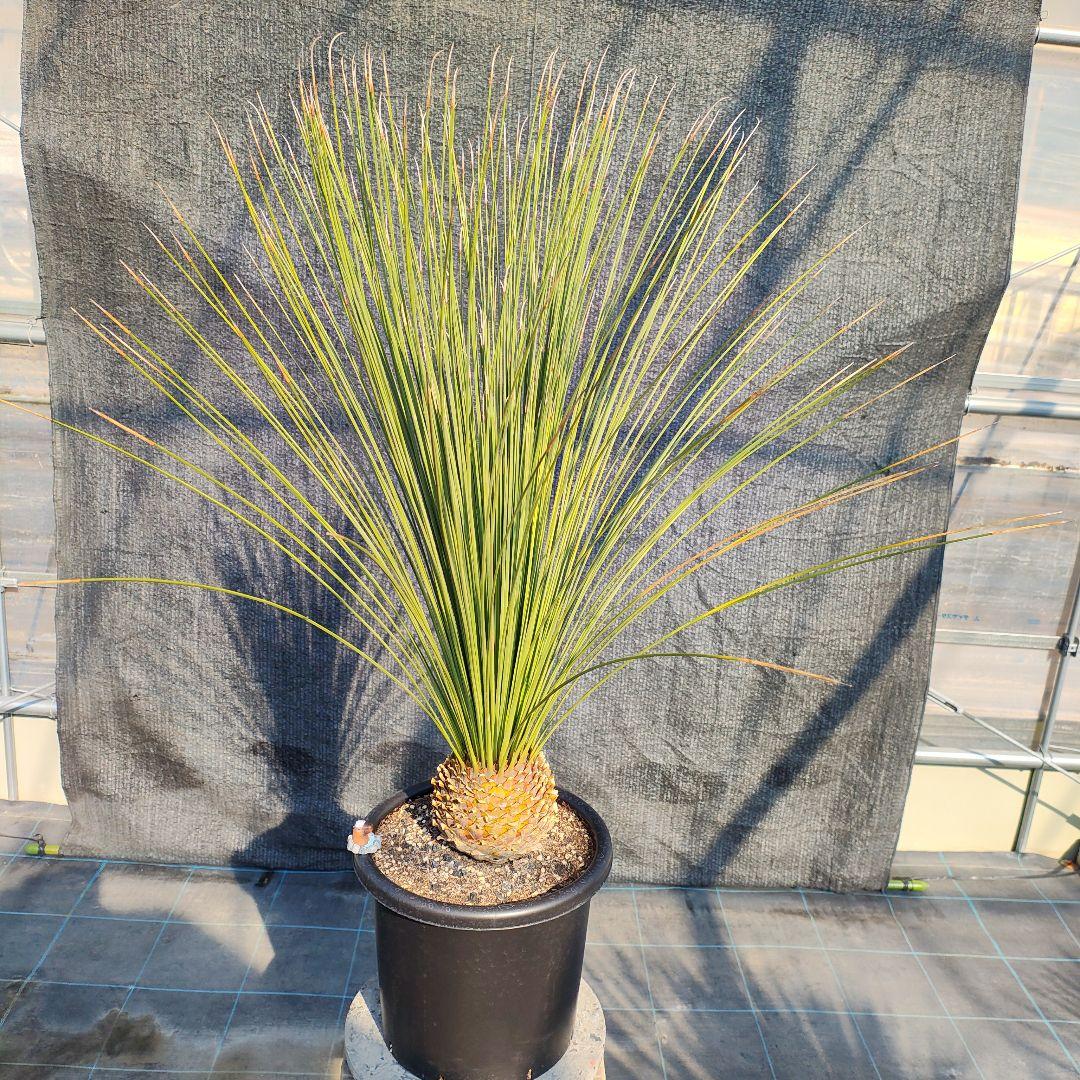 ダシリリオン ロンギシマム