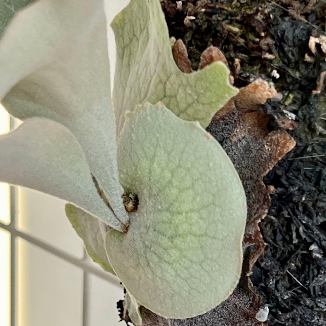 OC株 veitchii cv.pedro Tatsuta ビカクシダ31ペドロ