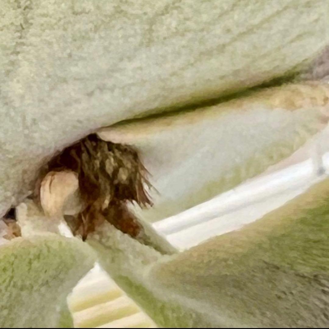 OC株 veitchii cv.pedro Tatsuta ビカクシダ31ペドロ