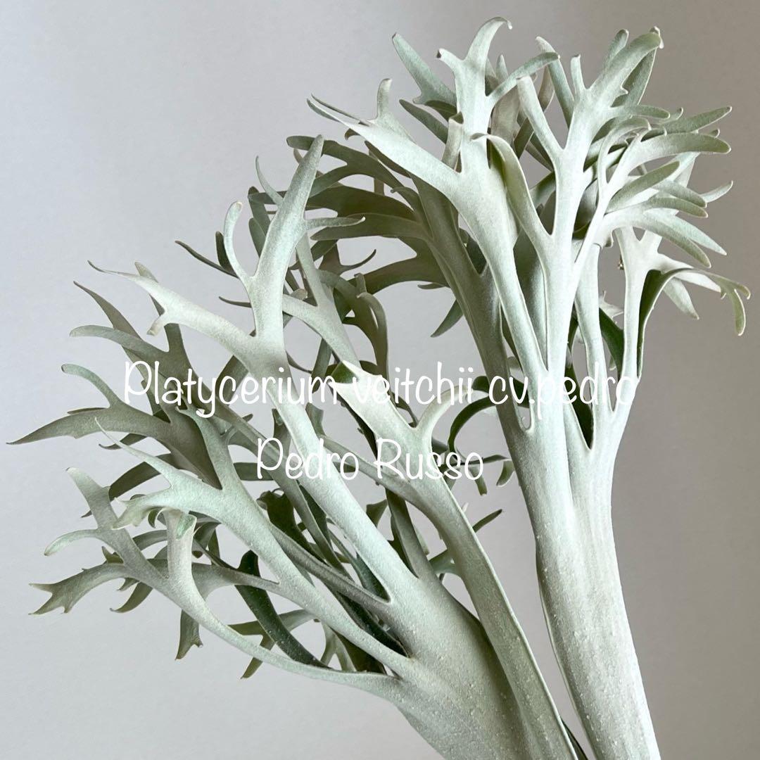 OC株 veitchii cv.pedro Tatsuta ビカクシダ31ペドロ