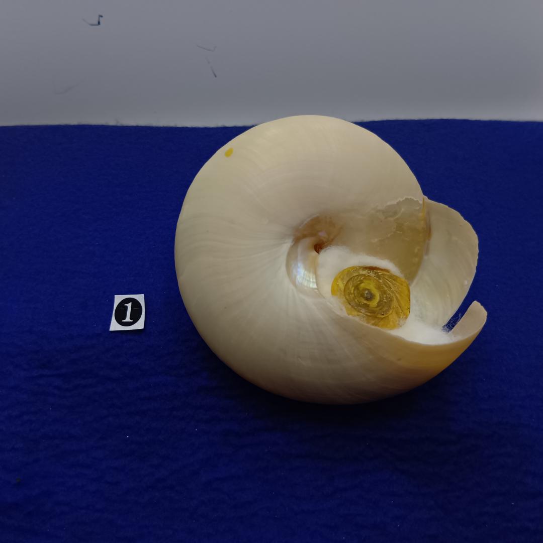 ❶-1貝標本ミナミノオキナエビス（蓋付）