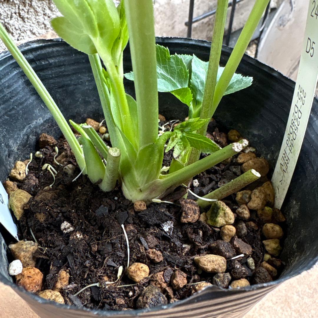 クリスマスローズ・冬牡丹