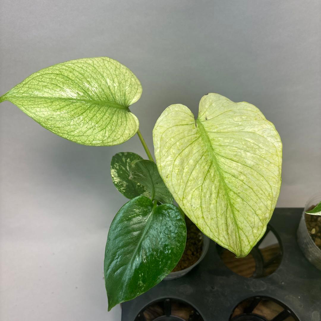 た*ん様 5株セットms42【特別選抜】ホワイトモンスター／天津蘭 モンステラ斑