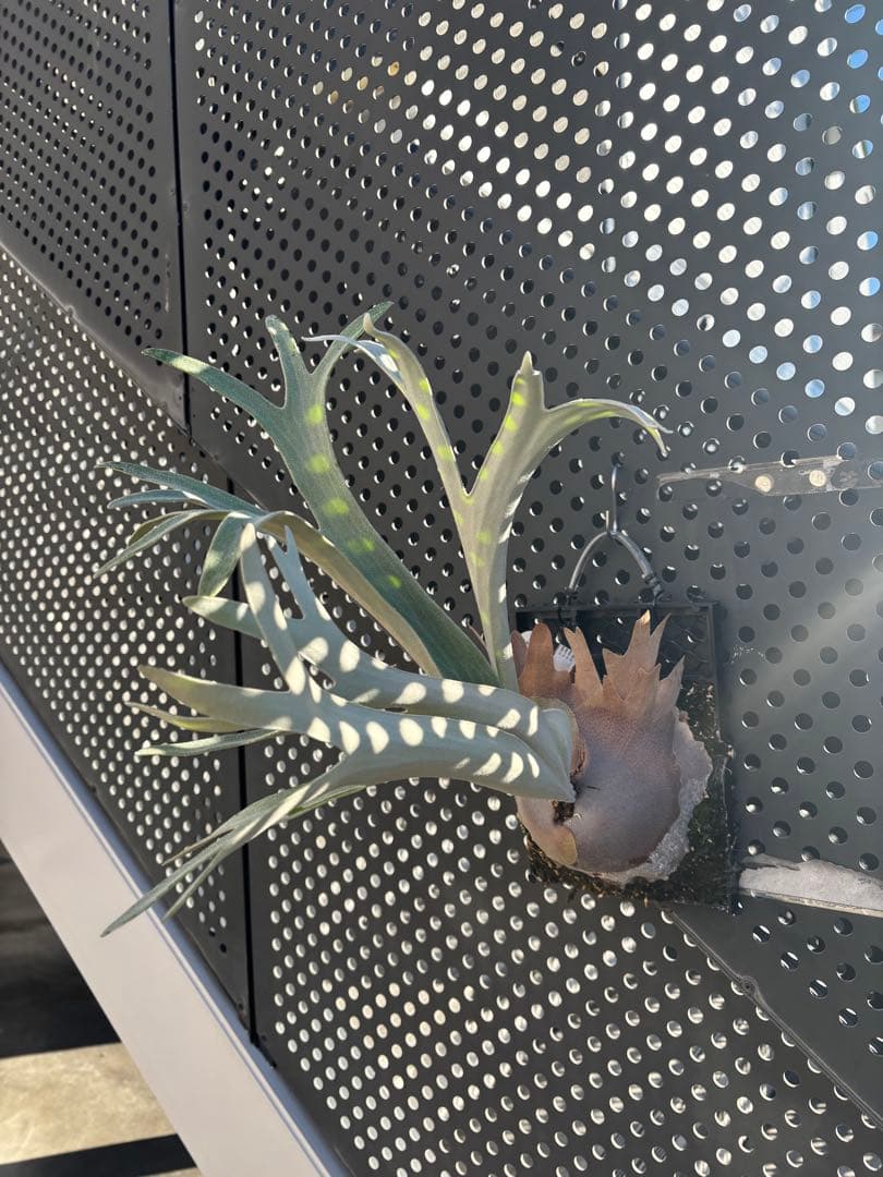 ハクナマタタ　親株　ビカクシダ　バンダカプランツ