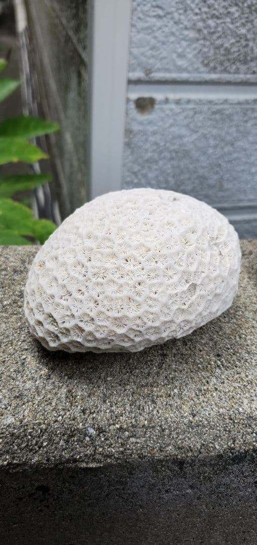 奄美群島産珊瑚 菊目石 天然珊瑚セット 海の宝石 ／貴重 インテリア オブジェ