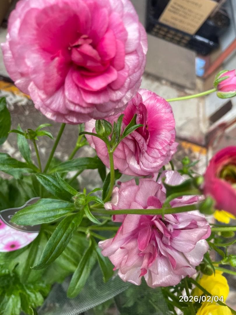 2/4　入荷商品　　　ラナンキュラス　ラックス　6種類　5号　化粧鉢