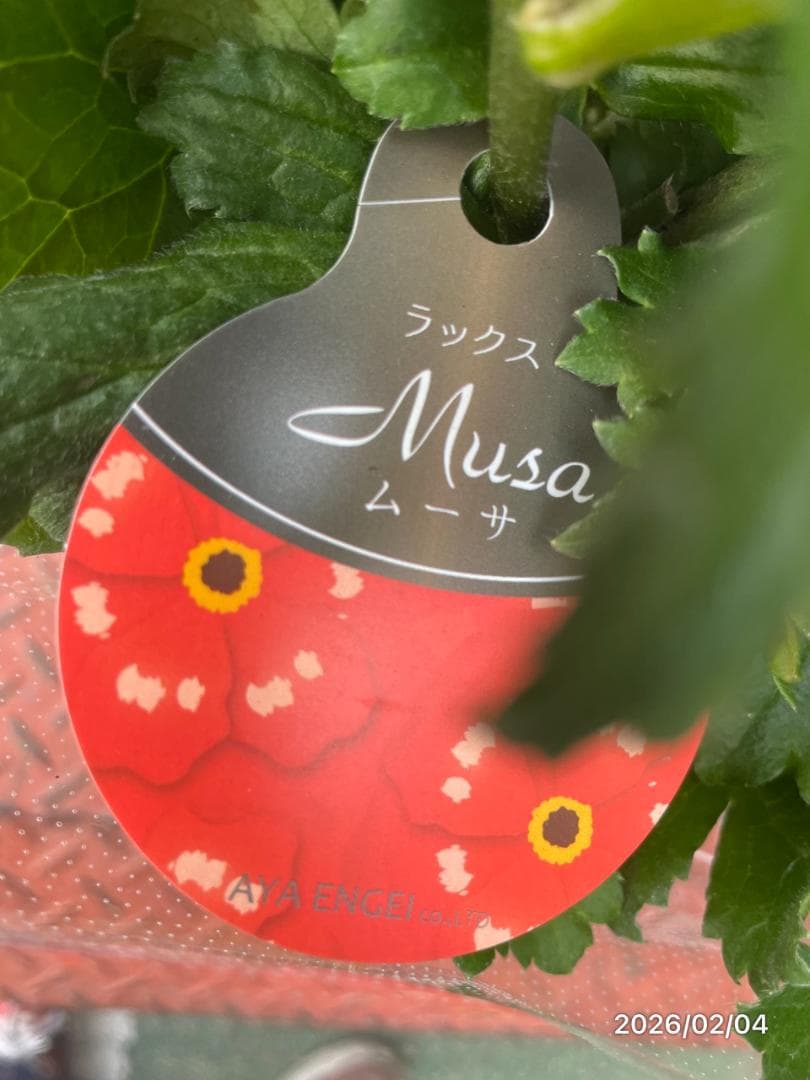 2/4　入荷商品　　　ラナンキュラス　ラックス　6種類　5号　化粧鉢