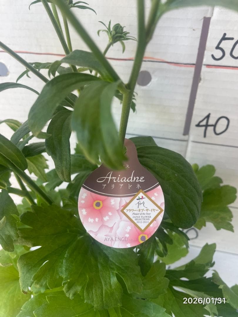 2/4　入荷商品　　　ラナンキュラス　ラックス　6種類　5号　化粧鉢