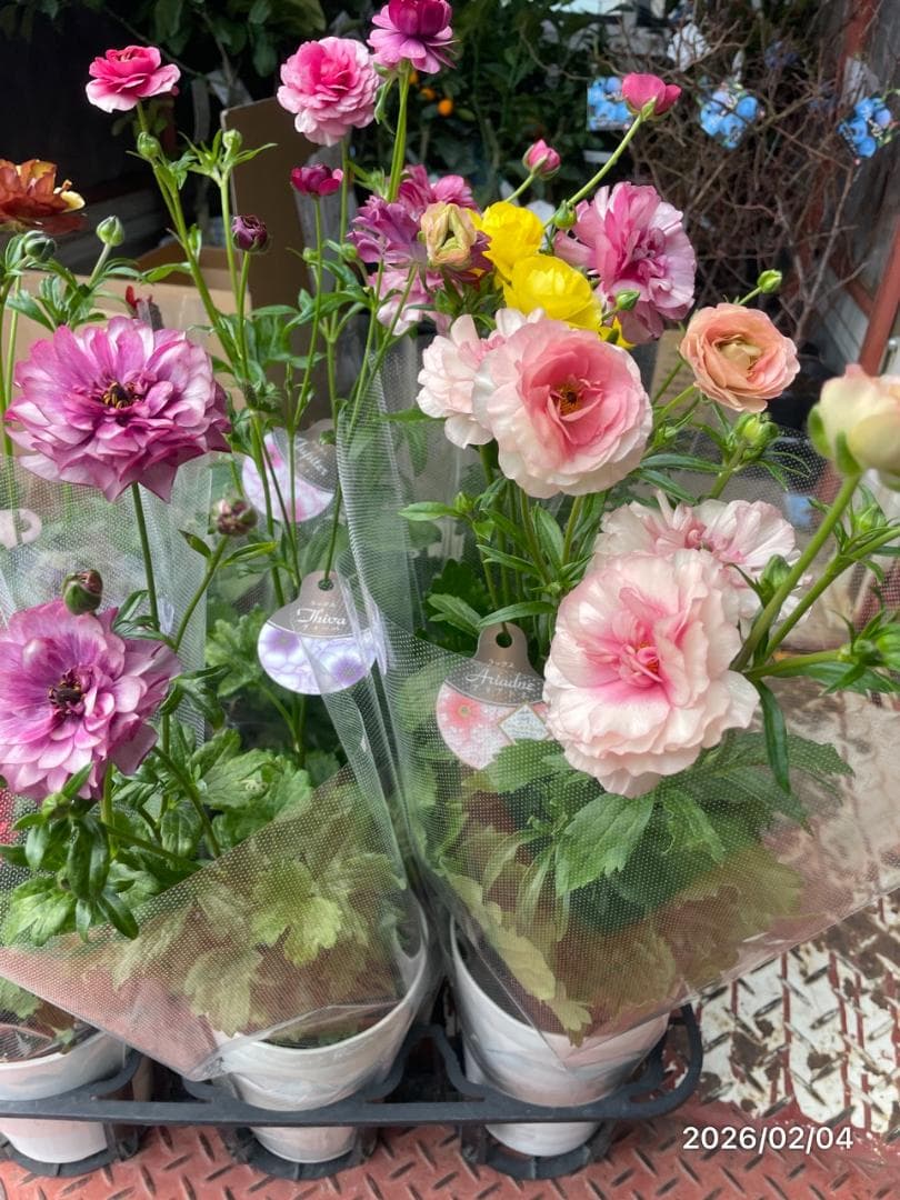 2/4　入荷商品　　　ラナンキュラス　ラックス　6種類　5号　化粧鉢