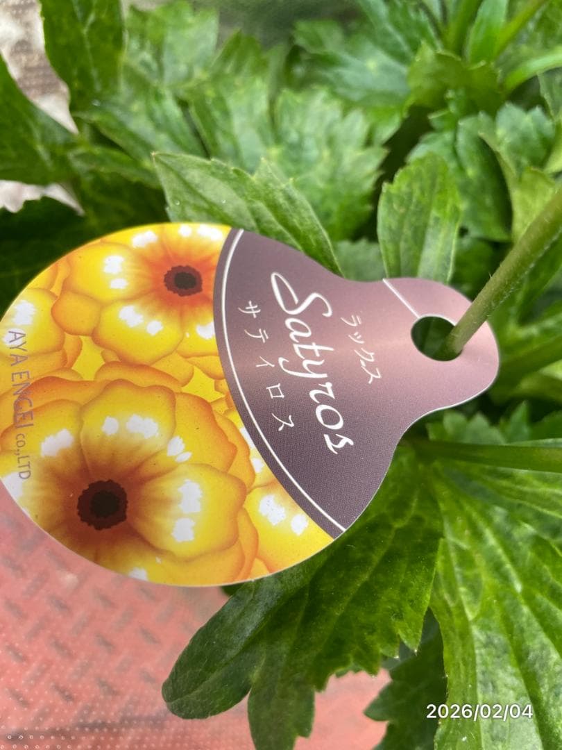 2/4　入荷商品　　　ラナンキュラス　ラックス　6種類　5号　化粧鉢