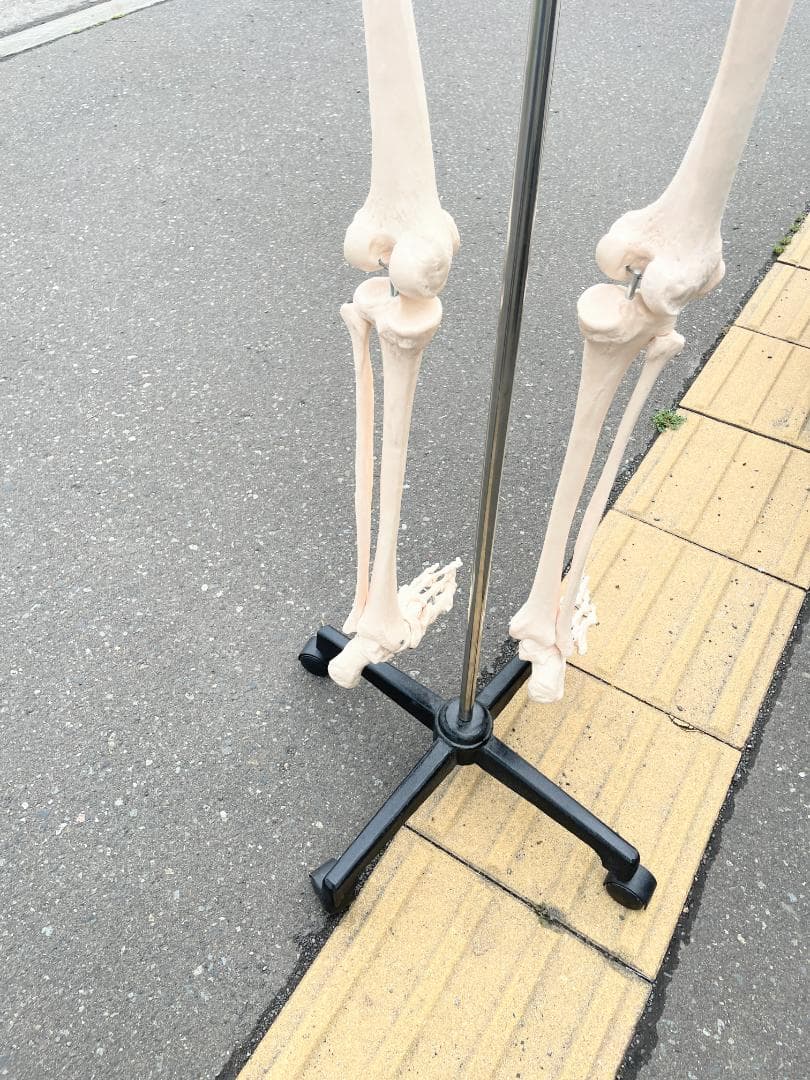 札幌市引取限定。等身大 骨格標本　骸骨模型　180cm　人体模型