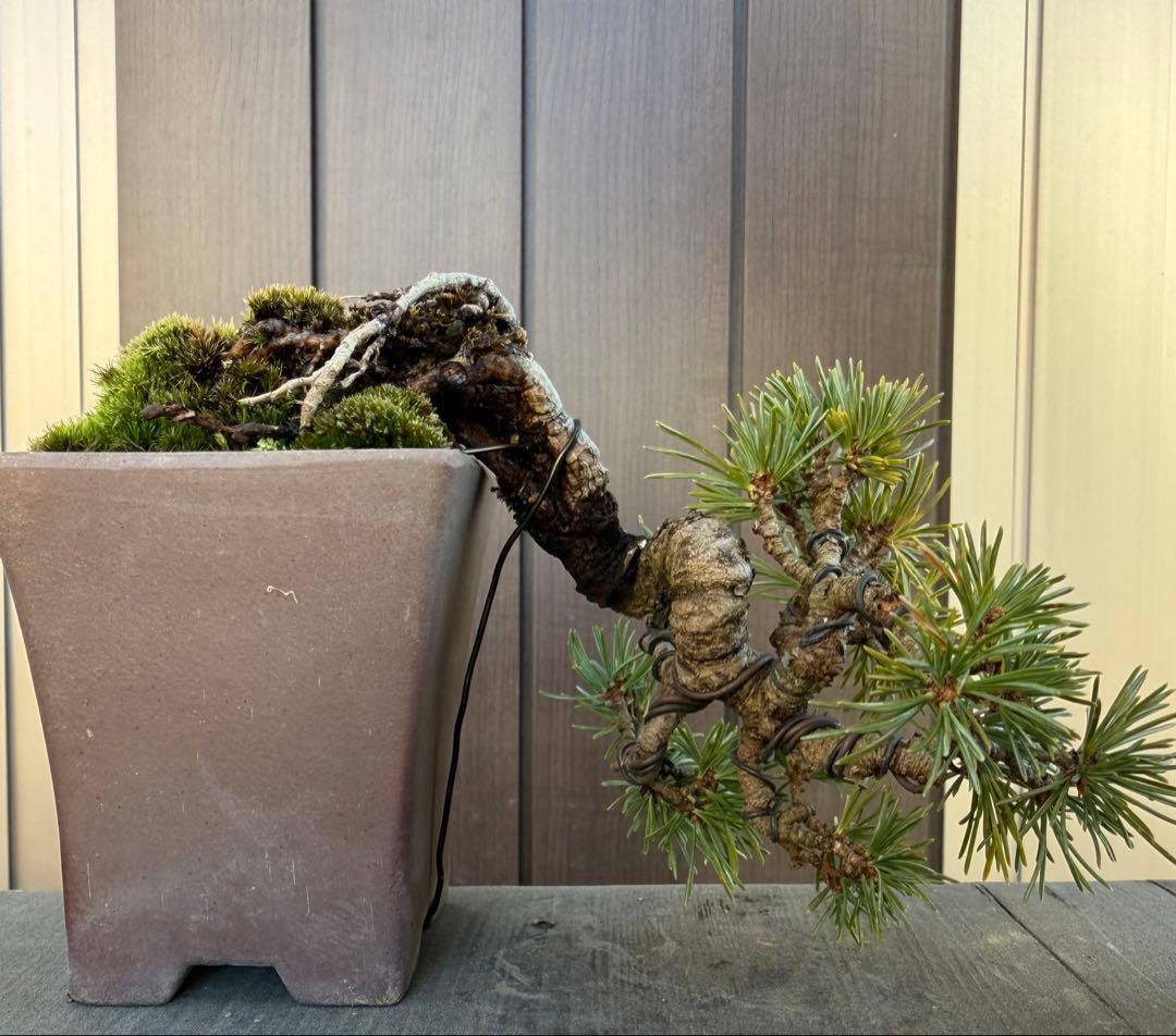 五葉松　盆栽