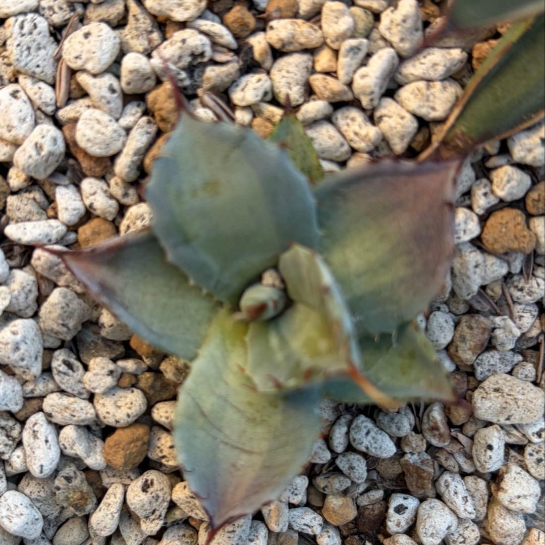 アガベ　激レア　パリートランカータ中斑　ジャックポット