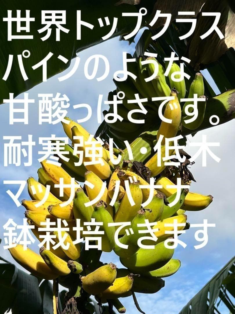収穫用。251㎝巨大★ドワーフマッサン・バナナ苗◆高糖度。耐寒性が強く初心者向け