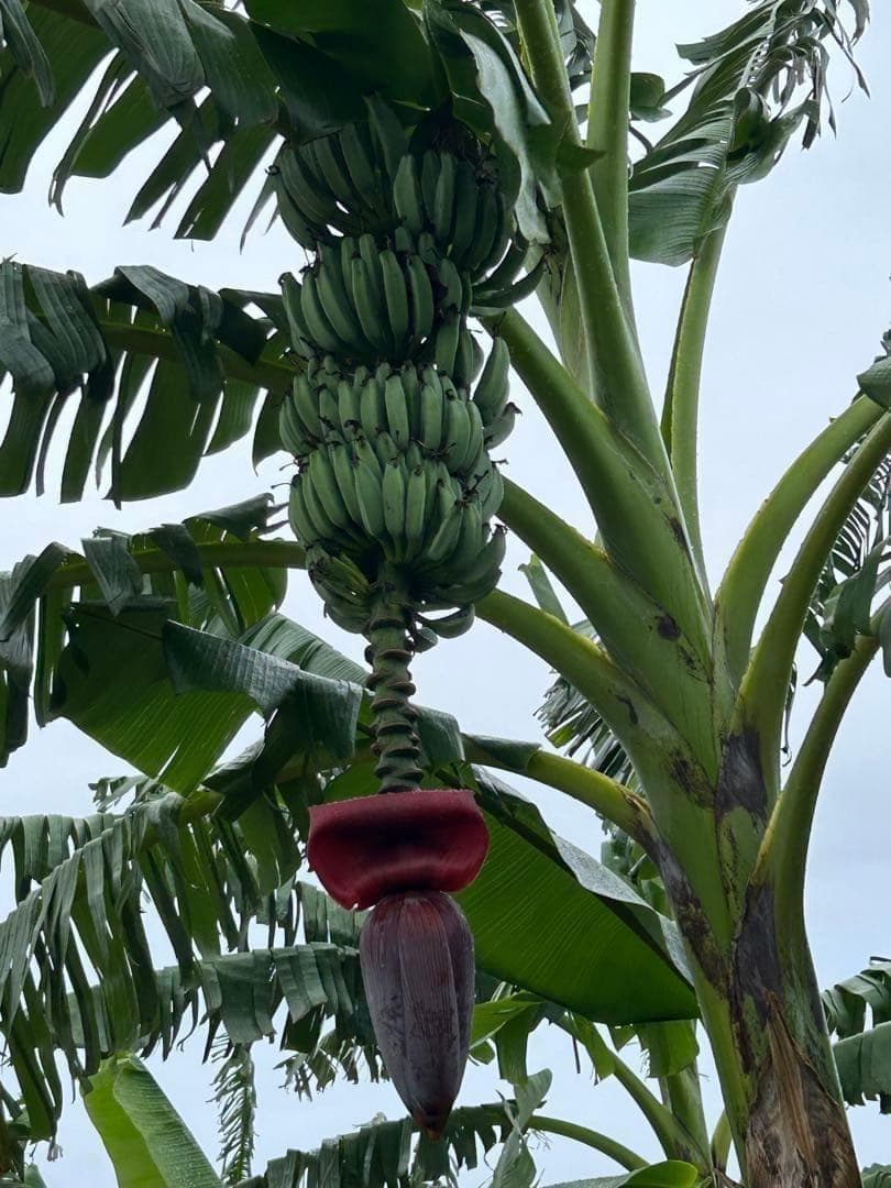 収穫用。251㎝巨大★ドワーフマッサン・バナナ苗◆高糖度。耐寒性が強く初心者向け