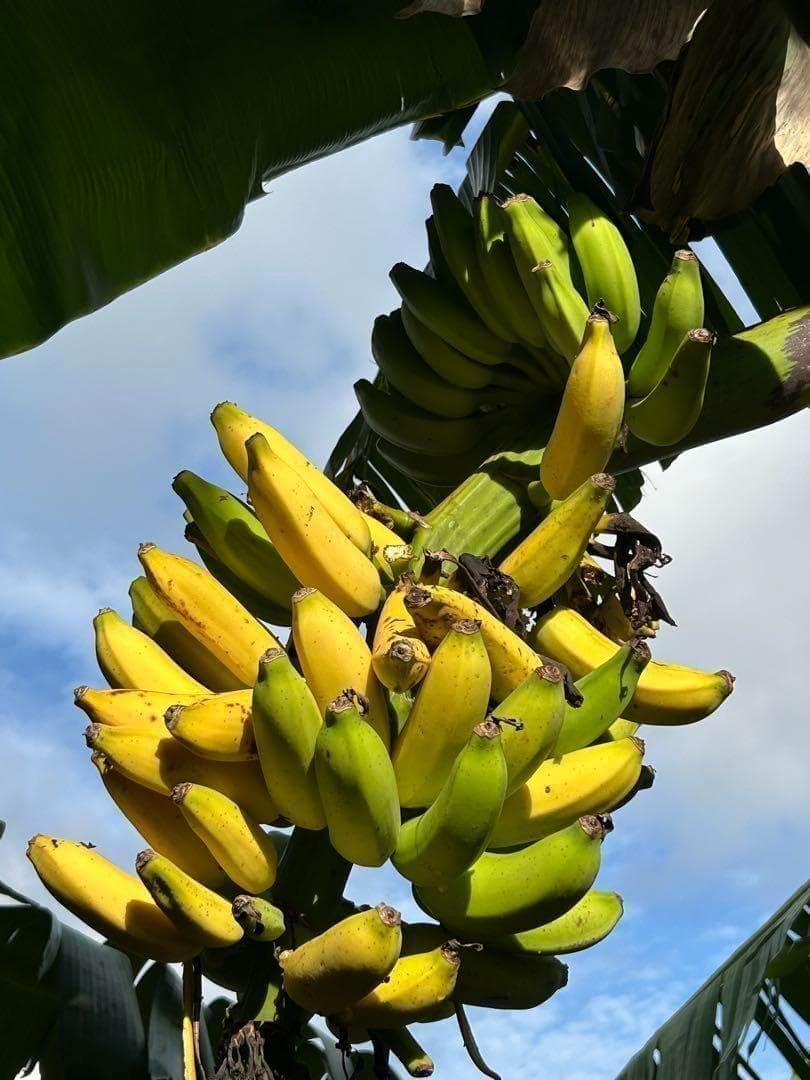 収穫用。251㎝巨大★ドワーフマッサン・バナナ苗◆高糖度。耐寒性が強く初心者向け