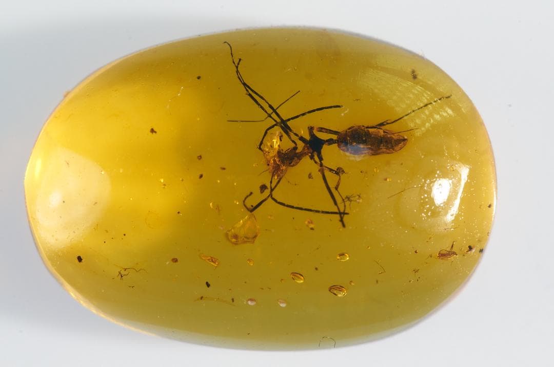 レア極上品 PA0022 虫入り琥珀化石ミャンマーカムティかタナイ9900万年前