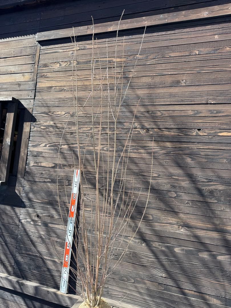 カツラ（桂）本株立ち【現品発送】管理 80050