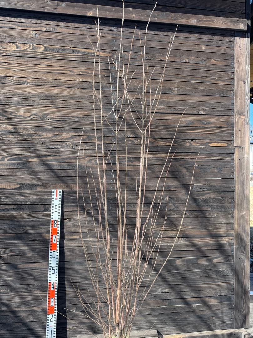 カツラ（桂）本株立ち【現品発送】管理 80050