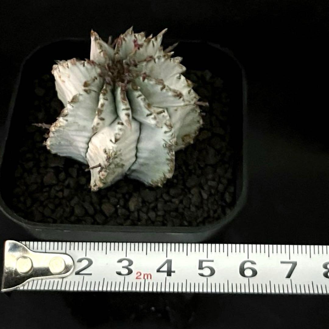 翠*緑様 ユーフォルビア ホリダ スーパーホワイト 極白 SSSランク カキ子