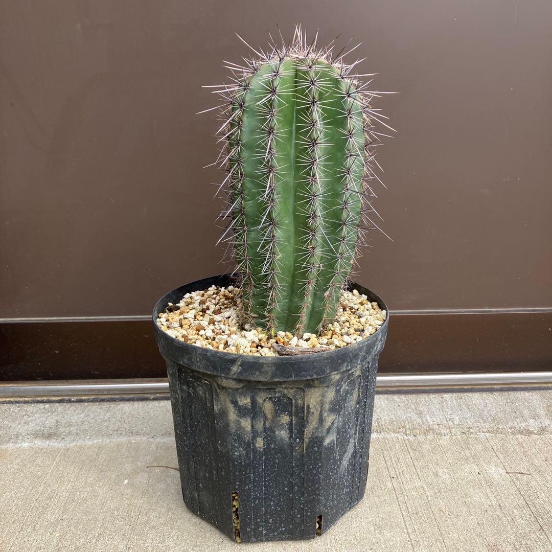 【#25096】弁慶柱　カルネギアギガンティア