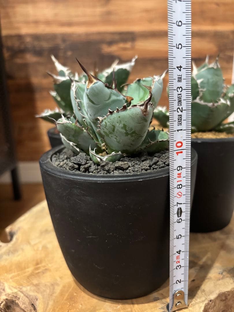 アガベ 白火焔 SAD 南アフリカダイアモンド BB ３点セット