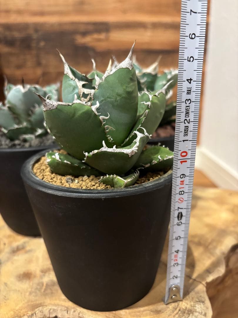 アガベ 白火焔 SAD 南アフリカダイアモンド BB ３点セット