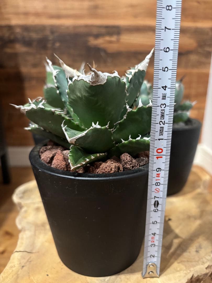 アガベ 白火焔 SAD 南アフリカダイアモンド BB ３点セット