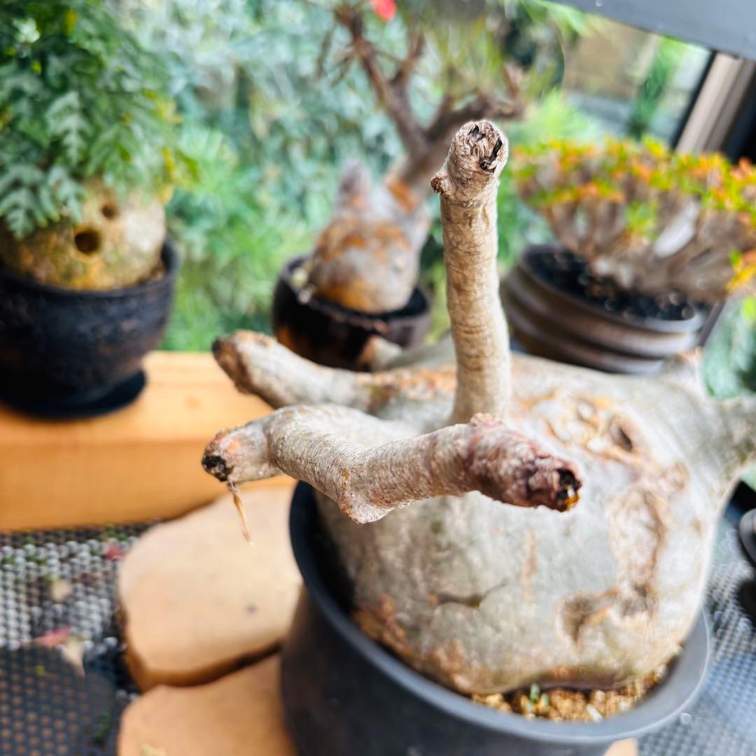 短期間限定超特価！ 特大 パキポディウム グラキリス カタチ製作所 現地株