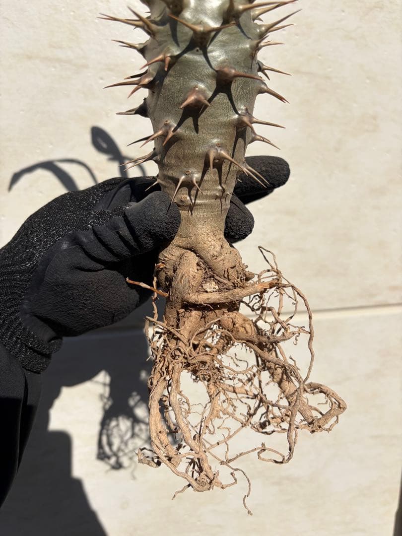 パキポディウム　アンボンゲンセ　美白　良形