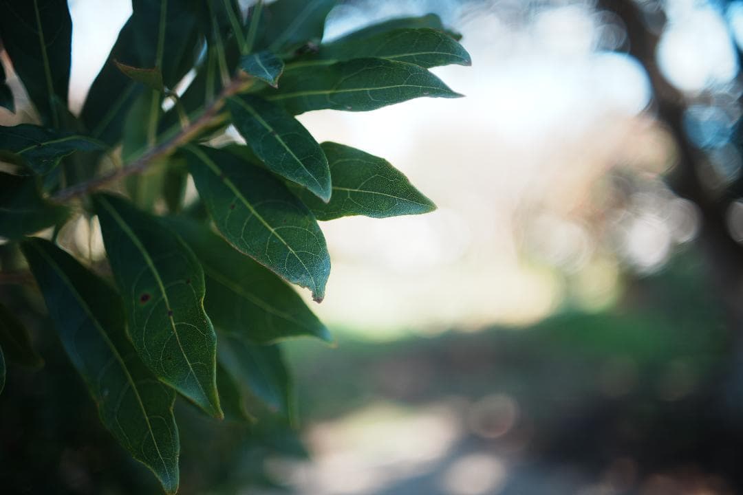 【整備＆テスト済】オリンパス Zuiko auto-w 35mm F2 441