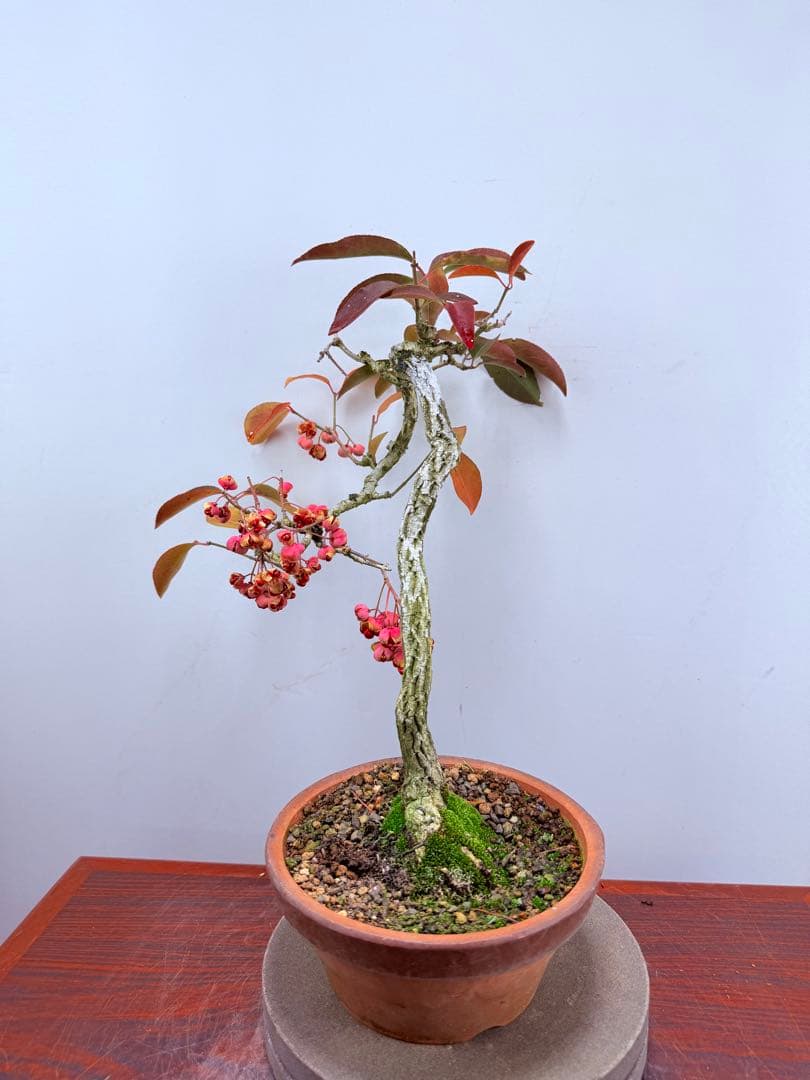 【ガチ盆栽】真弓　マユミ　文人幹