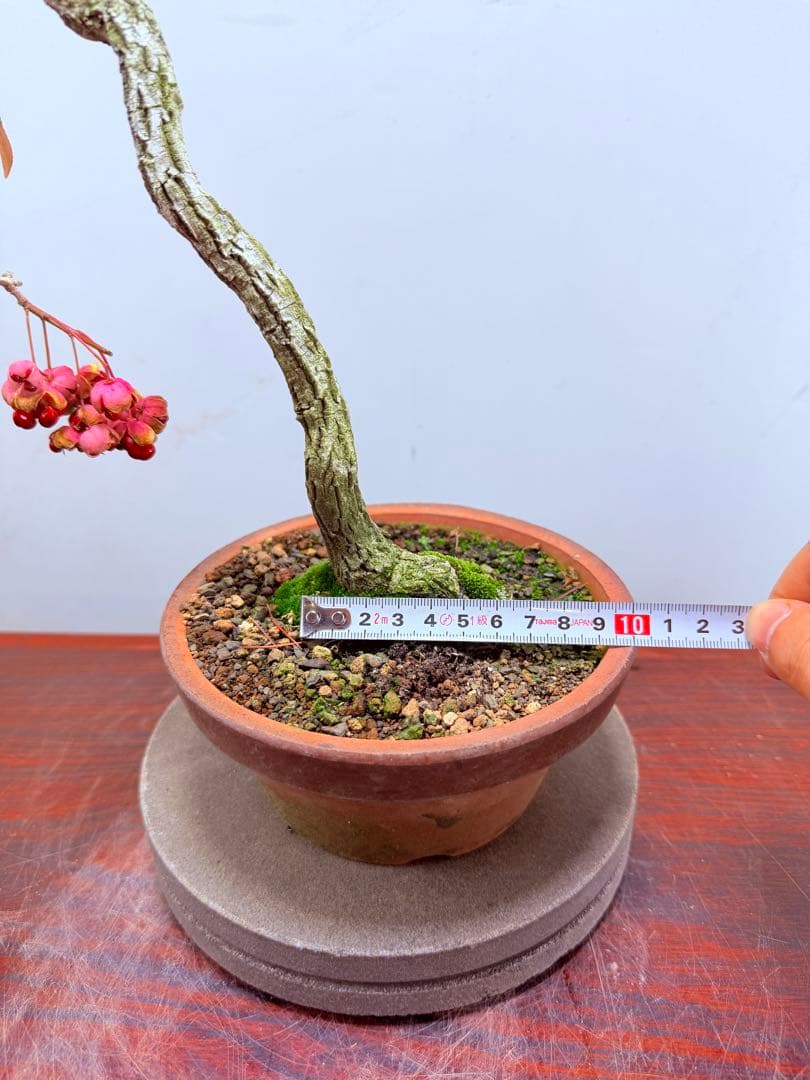 【ガチ盆栽】真弓　マユミ　文人幹