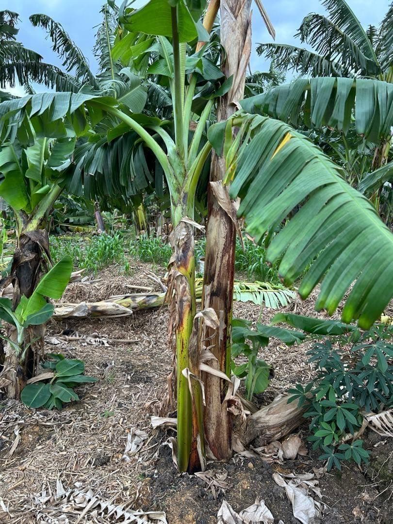 最終1苗◆220㎝★グリーンアイスクリーム・バナナ苗★至福の甘さ。耐寒性強い低木