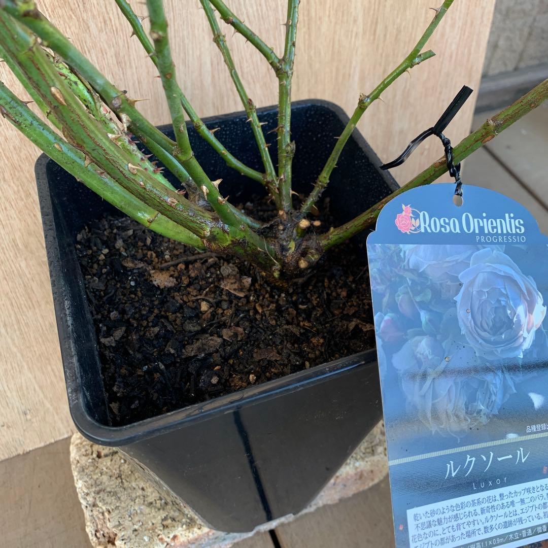 ルクソール & プリマ ヴィスタ バラ苗 接木大苗 6号鉢 正規品 薔薇 苗